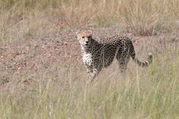 Africa, Kenya, Masai Mara National Reserve. Cheetah (Acinonyx jubatus) 2016-08-04