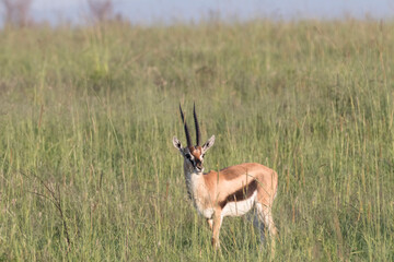 Naklejka premium Africa, Kenya, Masai Mara National Reserve.Thomson's gazelle (Gazella thomsonii). 2016-08-04