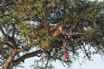Africa, Kenya, Masai Mara National Reserve, African Leopard (Panthera pardus pardus) in tree eating carrion of gazelle. 2016-08-04