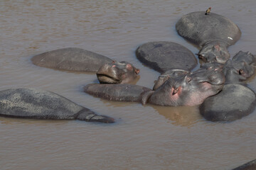 Fototapeta premium Africa, Kenya, Masai Mara National Reserve, Mara River. Hippopotamus (Hippopotamus amphibius). Sleeping in river. 2016-08-04