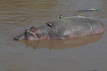 Fototapeta premium Africa, Kenya, Masai Mara National Reserve, Mara River. Hippopotamus (Hippopotamus amphibius). Red-billed oxpecker (Buphagus erythrorhynchus) on back. 2016-08-04