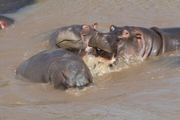 Africa, Kenya, Masai Mara National Reserve, Mara River. Hippopotamus (Hippopotamus amphibius)....