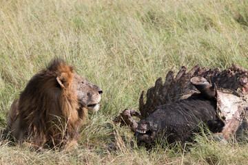 Fototapeta premium Africa, Kenya, Masai Mara National Reserve. African Lion (Panthera leo) males eating carrion of (Connochaetes taurinus), wildebeest. 2016-08-04