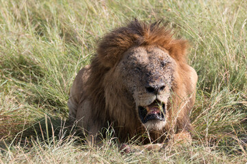 Africa, Kenya, Masai Mara National Reserve. African Lion (Panthera leo) males eating carrion of (Connochaetes taurinus), wildebeest. 2016-08-04