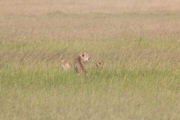 Africa, Kenya, Masai Mara National Reserve. Cheetah (Acinonyx jubatus). 2016-08-04