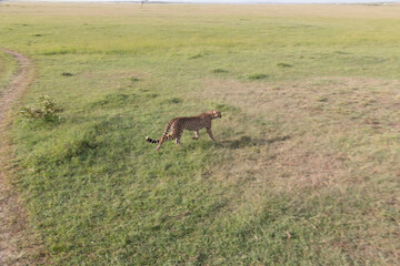 Africa, Kenya, Masai Mara National Reserve. Cheetah (Acinonyx jubatus). 2016-08-04