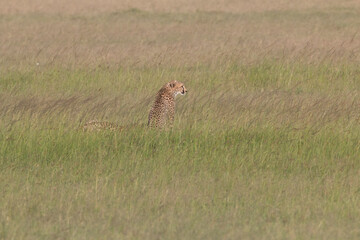 Africa, Kenya, Masai Mara National Reserve. Cheetah (Acinonyx jubatus). 2016-08-04