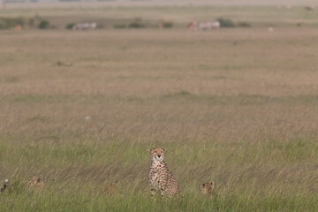 Africa, Kenya, Masai Mara National Reserve. Cheetah (Acinonyx jubatus). 2016-08-04
