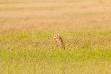 Africa, Kenya, Masai Mara National Reserve. Cheetah (Acinonyx jubatus). 2016-08-04