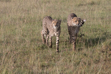 Africa, Kenya, Masai Mara National Reserve. Cheetah (Acinonyx jubatus). 2016-08-04