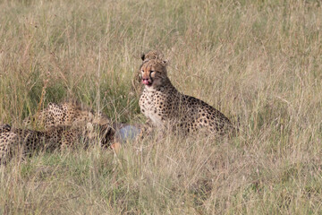 Africa, Kenya,Masai Mara, Cheetah (Acinonyx jubatus) with impala kill. (Aepyceros melampus) . ...