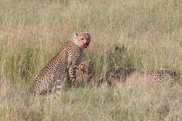 Africa, Kenya,Masai Mara, Cheetah (Acinonyx jubatus) with impala kill. (Aepyceros melampus) .  Eating prey. 2016-08-04