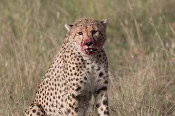 Africa, Kenya,Masai Mara, Cheetah (Acinonyx jubatus) with impala kill. (Aepyceros melampus) .  Eating prey. 2016-08-04