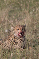 Africa, Kenya,Masai Mara, Cheetah (Acinonyx jubatus) with impala kill. (Aepyceros melampus) .  Eating prey. 2016-08-04