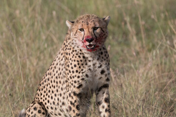 Africa, Kenya,Masai Mara, Cheetah (Acinonyx jubatus) with impala kill. (Aepyceros melampus) .  Eating prey. 2016-08-04