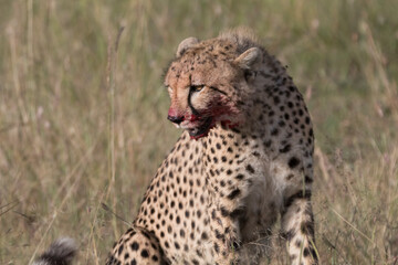 Africa, Kenya,Masai Mara, Cheetah (Acinonyx jubatus) with impala kill. (Aepyceros melampus) .  Eating prey. 2016-08-04