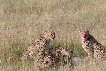 Africa, Kenya,Masai Mara, Cheetah (Acinonyx jubatus) with impala kill. (Aepyceros melampus) . ...