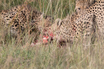 Africa, Kenya,Masai Mara, Cheetah (Acinonyx jubatus) with impala kill. (Aepyceros melampus) . ...