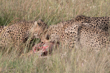 Africa, Kenya,Masai Mara, Cheetah (Acinonyx jubatus) with impala kill. (Aepyceros melampus) .  Eating prey. 2016-08-04