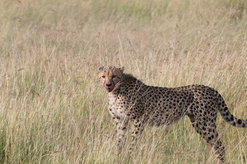 Africa, Kenya,Masai Mara, Cheetah (Acinonyx jubatus) with impala kill. (Aepyceros melampus) .  Eating prey. 2016-08-04