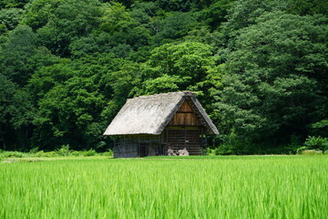 Obraz premium Traditional Thatched Roof House in Shirakawa-go Village, World Heritage in Japan - 日本 岐阜県 白川郷 合掌造り集落