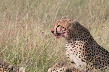 Africa, Kenya, Masai Mara National Reserve. Cheetah (Acinonyx jubatus). 2016-08-04