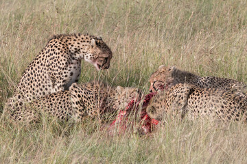 Africa, Kenya,Masai Mara, Cheetah (Acinonyx jubatus) with impala kill. (Aepyceros melampus) .  Eating prey. 2016-08-04