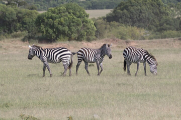 Africa, Kenya, Masai Mara National Reserve. Plains Zebra, Equus quagga. 2016-08-04