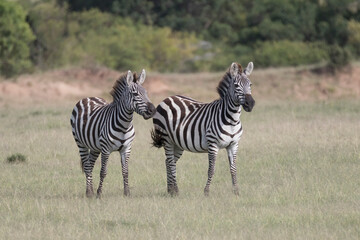 Africa, Kenya, Masai Mara National Reserve. Plains Zebra, Equus quagga. 2016-08-04