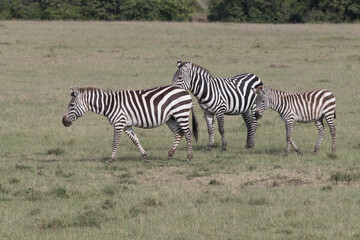 Africa, Kenya, Masai Mara National Reserve. Plains Zebra, Equus quagga. 2016-08-04