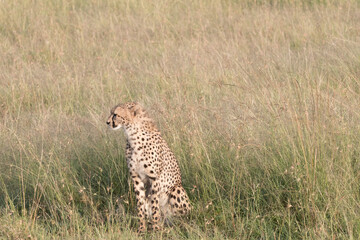 Africa, Kenya, Masai Mara National Reserve. Cheetah (Acinonyx jubatus). 2016-08-04