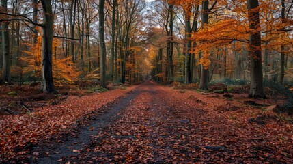 Autumnal Forest Path