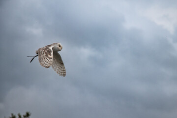 Hibou boissière