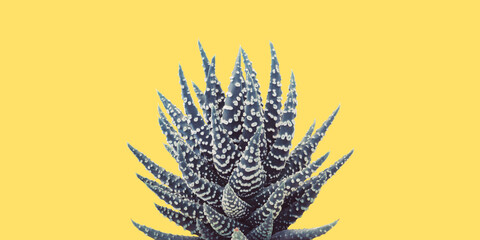 Haworthia Succulent Plant in Blue Tone Color on Yellow Background, Creative Colorful Summer Concept