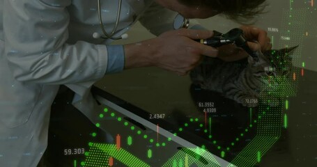 Examining cat, veterinarian multitasking with financial data processing animation
