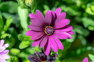 Obraz premium Beautiful flowers close-up for postcards and posters.