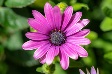 Obraz premium Beautiful flowers close-up for postcards and posters.