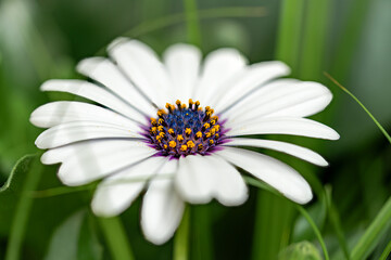 Beautiful flowers close-up for postcards and posters.