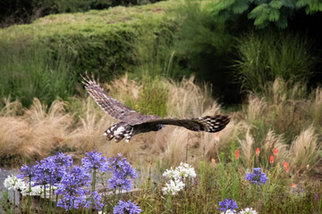 Rapace zoo boissière