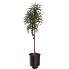 Obraz premium palm plant indoor