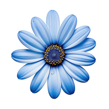 recommend clip art: Flower daisy blue flax flora blossom bloom petal nature garden floweret floret blue on transparent background, png	