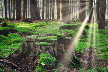 Wald - Sonnenstrahlen - Beautiful - Rays - Sunlight - Forest - Green - Silent - Summer - Morning -...