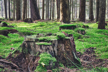 Wald - Sonnenstrahlen - Beautiful - Rays - Sunlight - Forest - Green - Silent - Summer - Morning -...