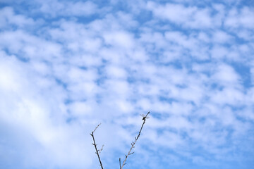 青空とトンボ © 正行 北島