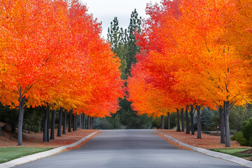 Lush autumn trees along a road