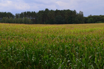 Pole kukurydzy na Mazurach, Polska/Corn field in Masuria, Poland