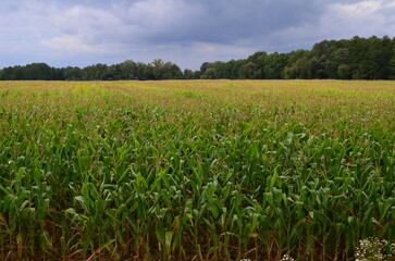 Pole kukurydzy na Mazurach, Polska/Corn field in Masuria, Poland