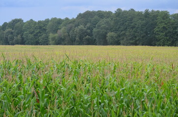Pole kukurydzy na Mazurach, Polska/Corn field in Masuria, Poland