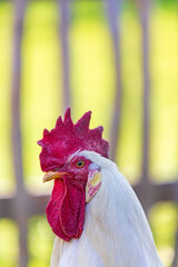 Gockel - Hahn - Henne - Huhn - Bauernhof
