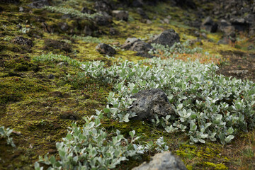 Moss covered lava field in a cloudy day. Iceland